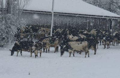 Petite sortie dans la neige