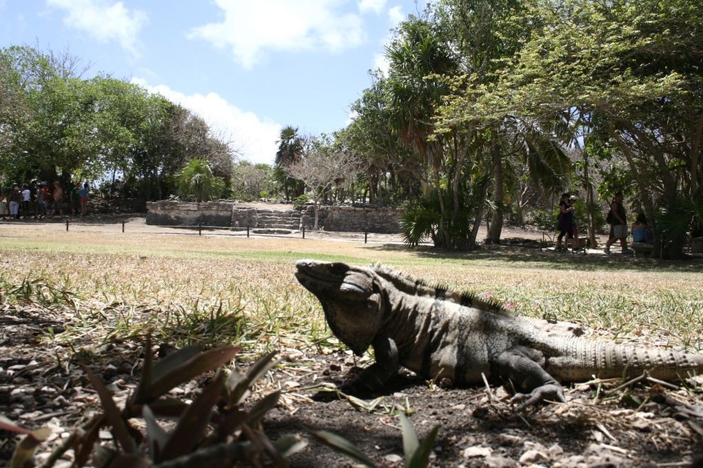 Ancienne cité maya, Tulum se situe dans la péninsule du Yucatan, au sud-est du Mexique. Dans une région appelée la Riviera Maya, les touristes aiment se prélasser sur les plages splendides qui longent la mer des Caraïbes.