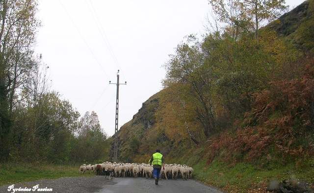 1ère étape de transhumance pour un mois (de mi-mai à mi-juin), avant de revenir cet automne