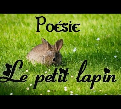Poésie 🐰 Le petit lapin de Jeanne Marvig 🐰
