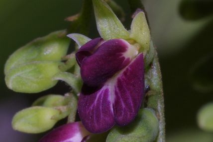 Limadendron hostmannii