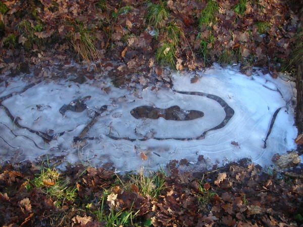 balade en forêt au début de l'hiver soit fin décembre 2007