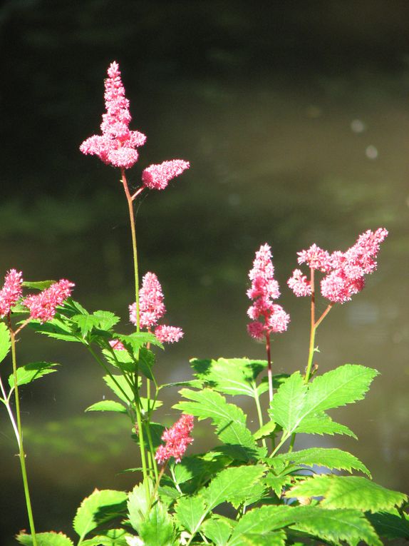 Album - Arboretum-des-Pres-des-Culands