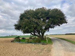 Le “grand chêne“ de Clavette a 200 ans