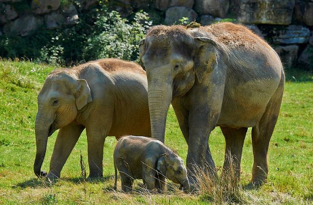 Immersion au Zoo du Pal ce 10 novembre sur TMC.