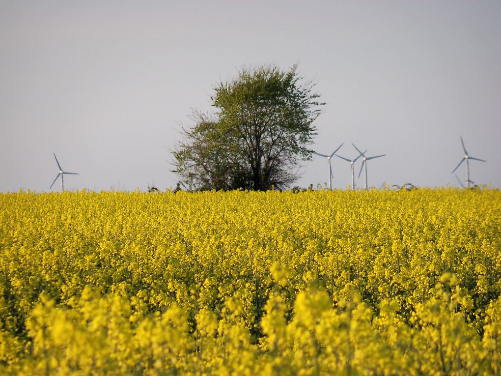 Album - le-printemps-chez-moi