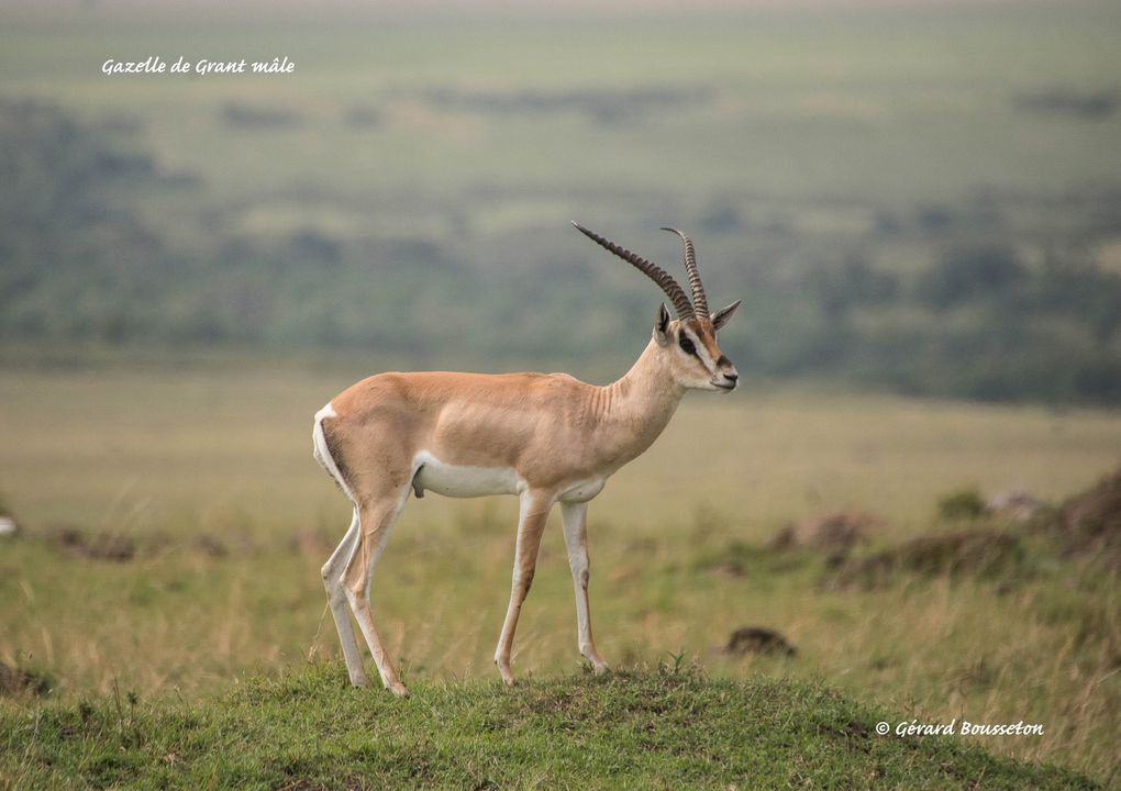 MASAÏ MARA, Lacs BARINGO &amp; BOGORIA - KENYA - OCTOBRE 2017