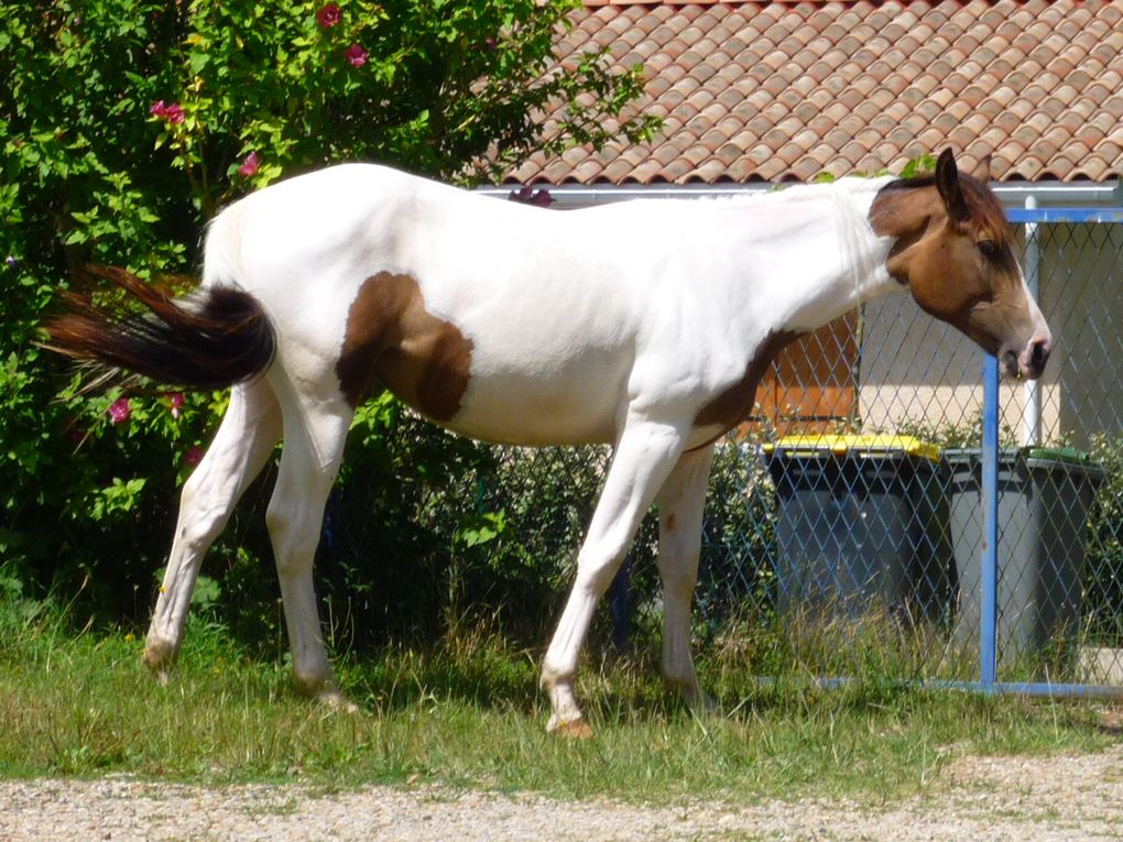 Jument oc (half pinto)par Rodeo peppy's boy et Queguapa, née le 12 avril 08