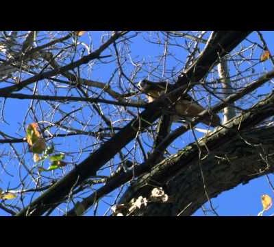 L'Aigle et le petit Ecureuil