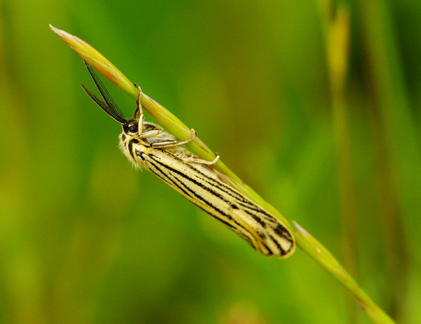 Album - Macro-Papillons