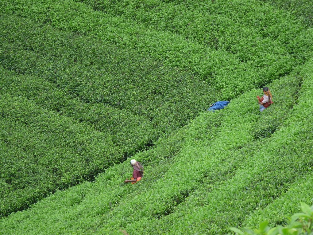 FABRIQUEZ VOTRE VOYAGE AU SRILANKA.