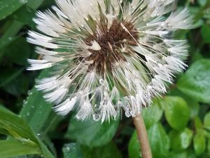 Soleil d'hiver, petit-déjeuner fleuri, au coeur du lilas d'Espagne, visiteur incognito, akènes de pissenlit, la nature gagne sur la muraille, espoir de printemps, le coin-verdure du Jardin Public