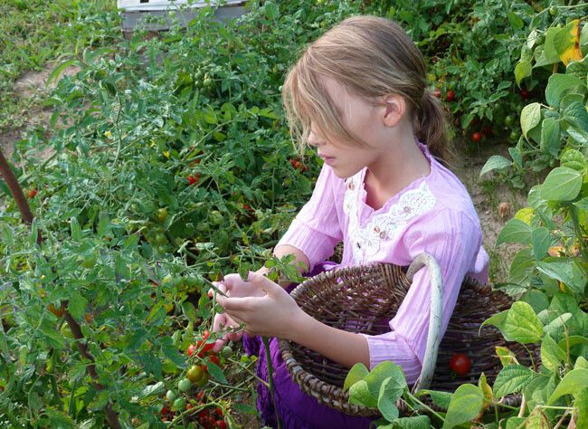 Récolte et conservation des légumes cultivés au potager : quand et comment procéder ?