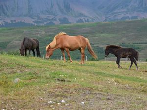 Pour une fois qu’il y avait des chevaux et qu’on pouvait s’arrêter. Ils sont magnifiques! Vue le climat, ils sont extrêmement robustes