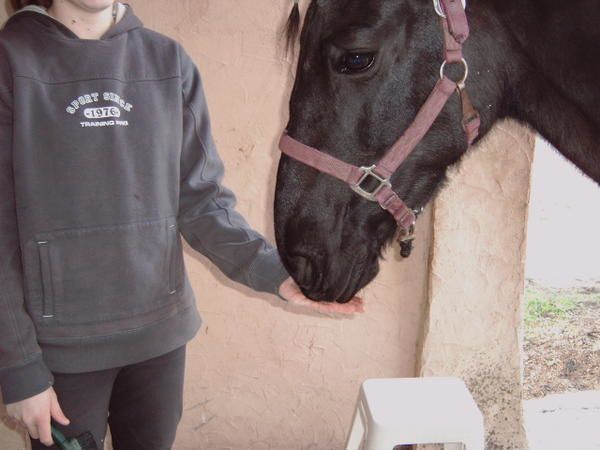 L'approche est une &eacute;tape importante dans la connaissance du cheval, car elle permet un lien physique qui permettra anniler toutes les craintes infond&eacute;es par rapport &agrave; la plus belle conqu&ecirc;te de l'homme.