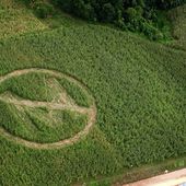 La Hongrie détruit tous les champs de maïs OGM de Monsanto - Santé Nutrition