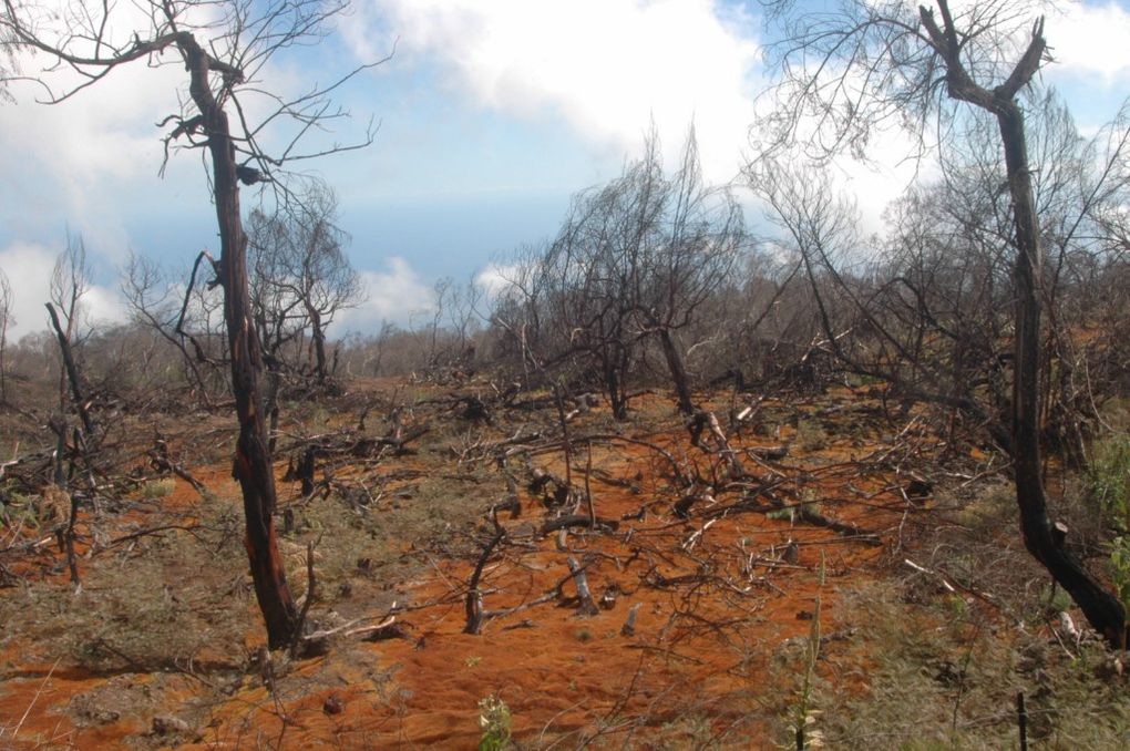 Péripéties autour du troupeau des bovins divagants.