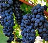 #Primitivo Producers Australia Vineyards 