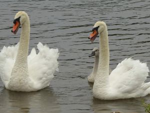 Sur la trace des Cygnes