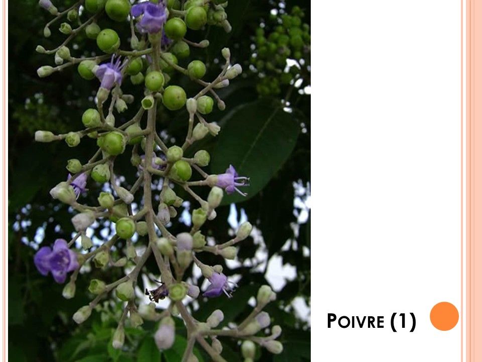 La Nature - Les Plantes - 1