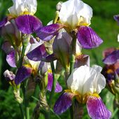 Iris 'Rhein Nixe' 01.JPG