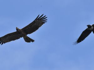 Gymnogène d'Afrique, immature, harcelé par un Cordeau Pie - Grand Bassam, Côte d'Ivoire, 11 juin 2018