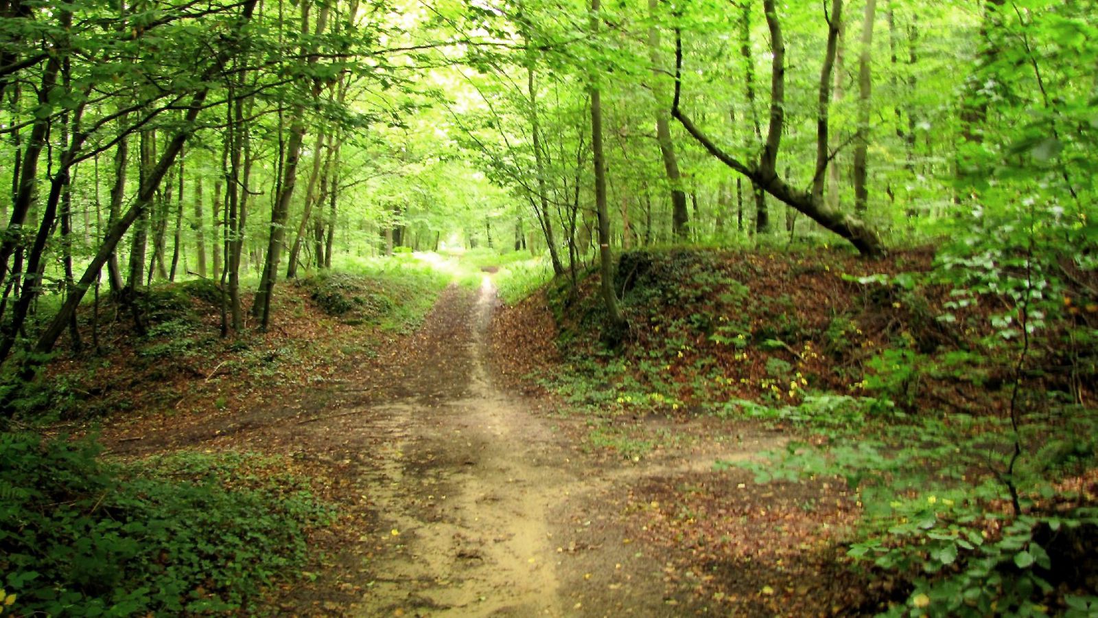 la Route de Diane