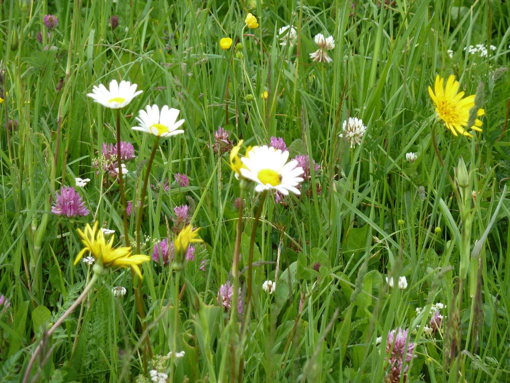 Album - Plateau-des-Glieres