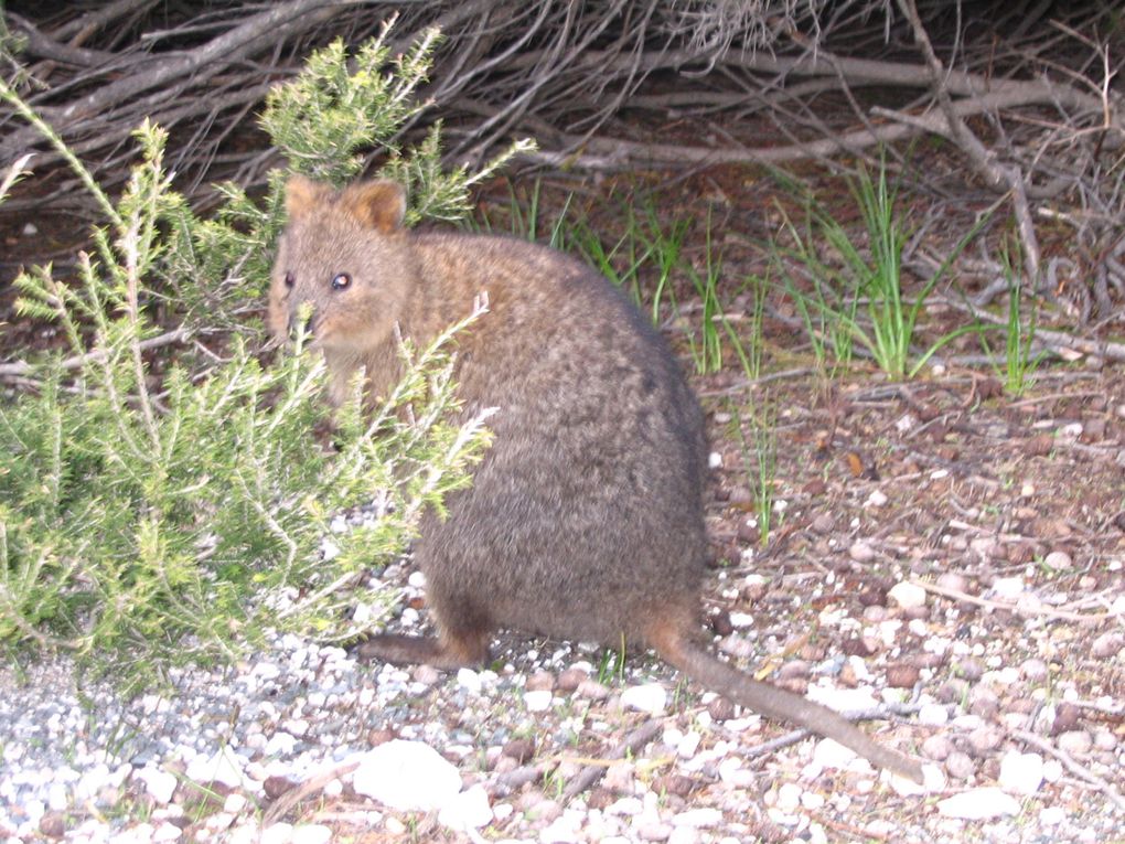 Album - Rottnest-Island