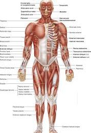 The face / the body -VOCABULARY