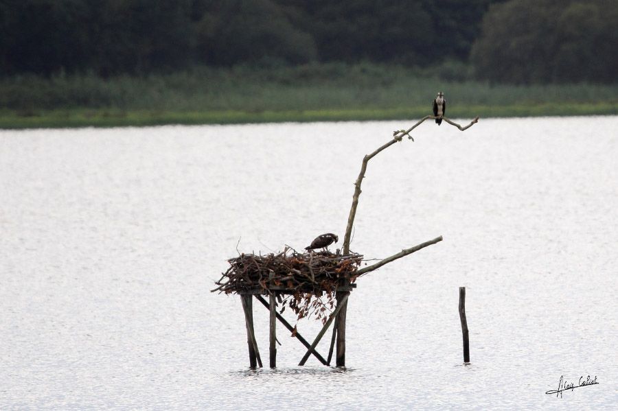 Balbuzard pécheur à Ondres et au marais d'Orx