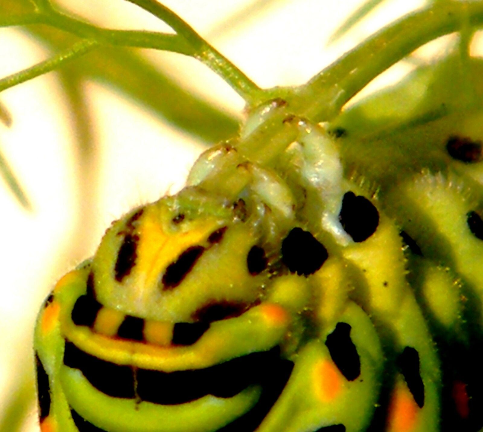 Chenille Papilio machaon sur fenouil