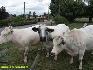 La BLEUE du Nord en photos avec son FROMAGE !