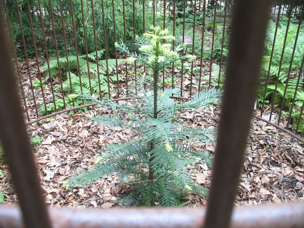 Hortus Botanicus - Amsterdam
