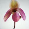 Paphiopedilum Liemianum X Delenatii