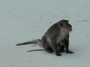 Voyage dans le sud ouest de la Thailande , février 2009 entre Phuket, Ko phi phi , ko lanta et les ilots environnants, puis 3 derniers jours à Bangkok