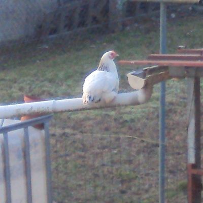 les poules et les tourterelles