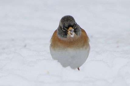 Le pinson du Nord mâle (Fringilla montifringilla)