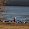 l'enfant et les canards du lac Chambon