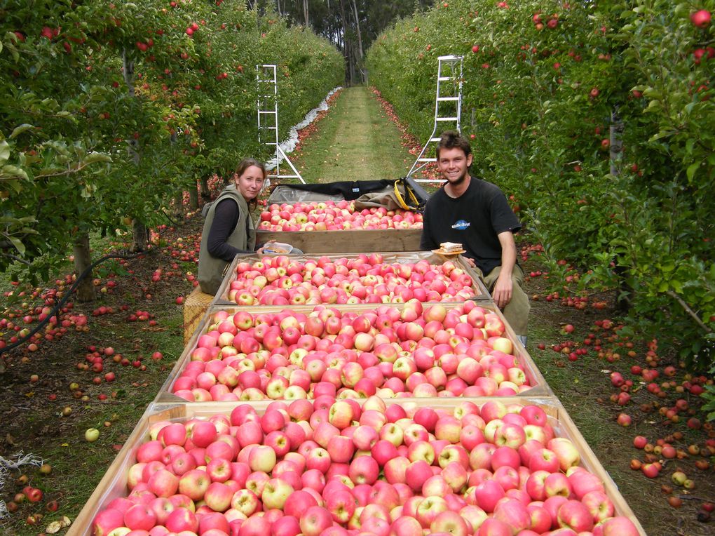 Album - pomme-de-reinette-et-pomme-d-happy