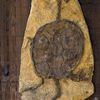 fossile de tortue