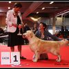 Les gagnant du championnat du monde 2010 pour chien
