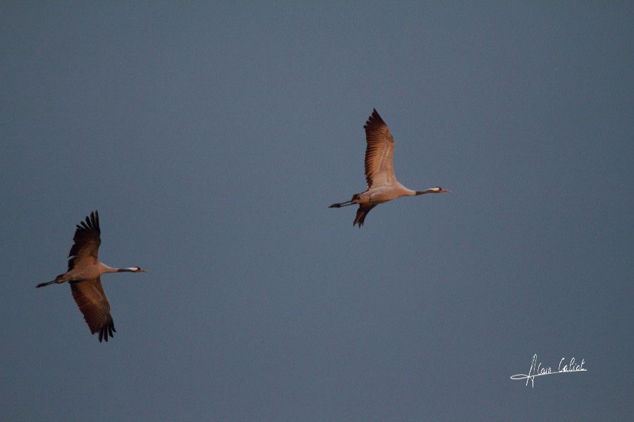 Grues cendrées