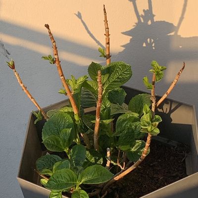 L’art de la nuance