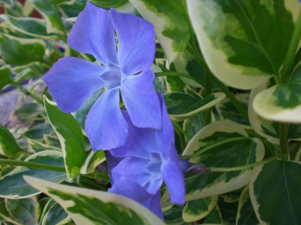 Album - Fleurs-du-jardin