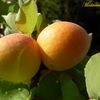 " Abricots du Jardin ! "