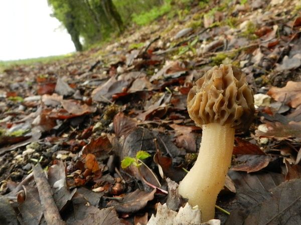 Champignon d'Hiver