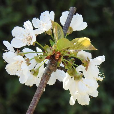 Des fleurs en mandalas dans mon jardin...