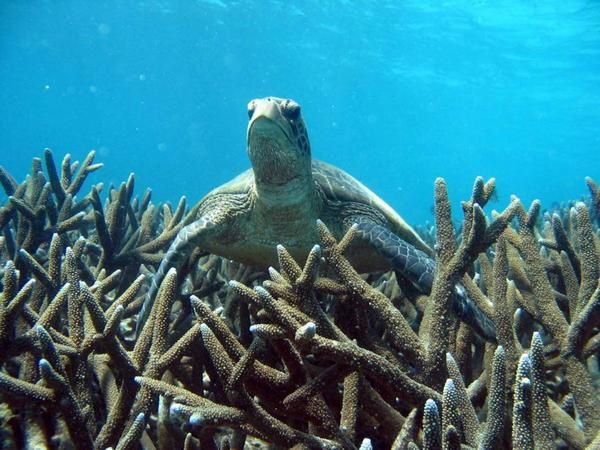 Album - Ningaloo-reef