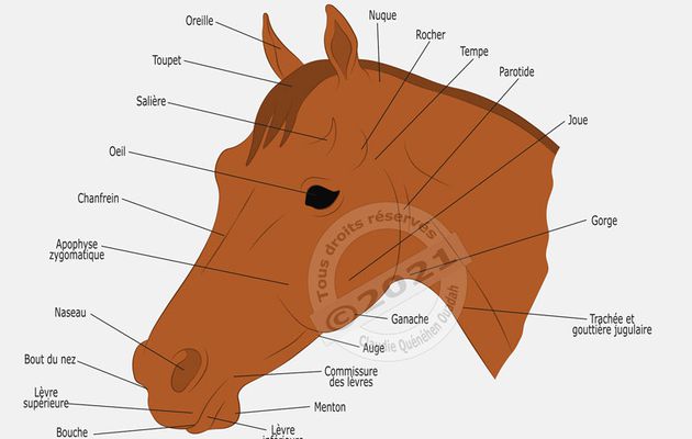 La tête, une des parties dont l’examen est de la plus grande importance dans le choix du cheval